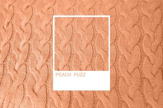 צבע 2024- פלומת אפרסק